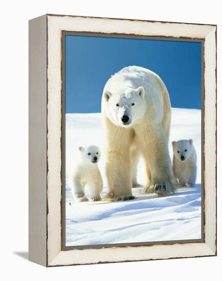 Polar Bear Parent with Cubs-null-Framed Premier Image Canvas