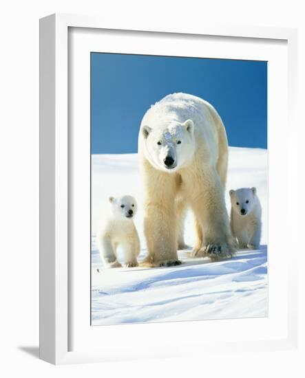 Polar Bear Parent with Cubs-null-Framed Photographic Print