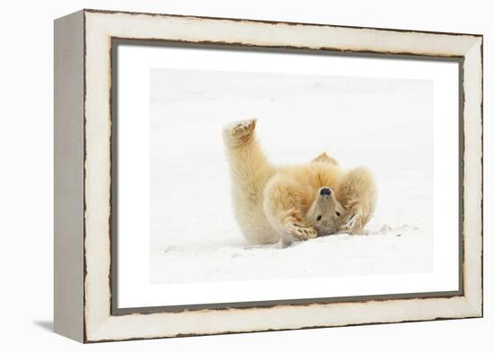 Polar Bear Playing in Snow-Lantern Press-Framed Stretched Canvas