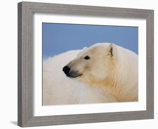 Polar Bear Profile, Arctic National Wildlife Refuge, Alaska, USA-Steve Kazlowski-Framed Photographic Print