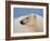 Polar Bear Profile, Arctic National Wildlife Refuge, Alaska, USA-Steve Kazlowski-Framed Photographic Print