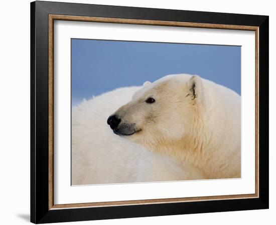 Polar Bear Profile, Arctic National Wildlife Refuge, Alaska, USA-Steve Kazlowski-Framed Photographic Print