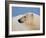 Polar Bear Profile, Arctic National Wildlife Refuge, Alaska, USA-Steve Kazlowski-Framed Photographic Print