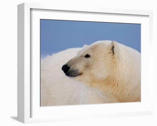 Polar Bear Profile, Arctic National Wildlife Refuge, Alaska, USA-Steve Kazlowski-Framed Photographic Print