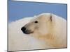 Polar Bear Profile, Arctic National Wildlife Refuge, Alaska, USA-Steve Kazlowski-Mounted Photographic Print