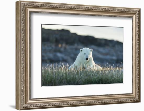 Polar Bear Resting Along Shoreline Near Arctic Circle on Hudson Bay,Canada-Paul Souders-Framed Photographic Print