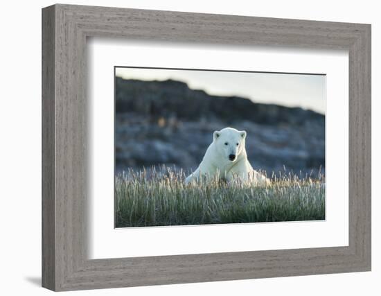 Polar Bear Resting Along Shoreline Near Arctic Circle on Hudson Bay,Canada-Paul Souders-Framed Photographic Print