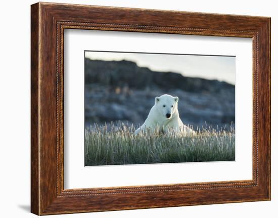 Polar Bear Resting Along Shoreline Near Arctic Circle on Hudson Bay,Canada-Paul Souders-Framed Photographic Print