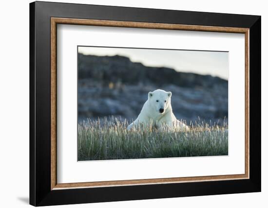 Polar Bear Resting Along Shoreline Near Arctic Circle on Hudson Bay,Canada-Paul Souders-Framed Photographic Print