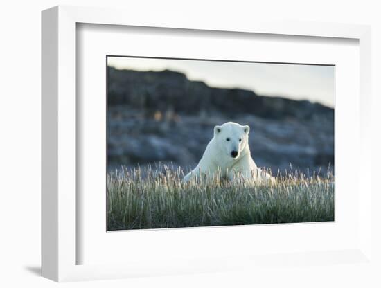 Polar Bear Resting Along Shoreline Near Arctic Circle on Hudson Bay,Canada-Paul Souders-Framed Photographic Print