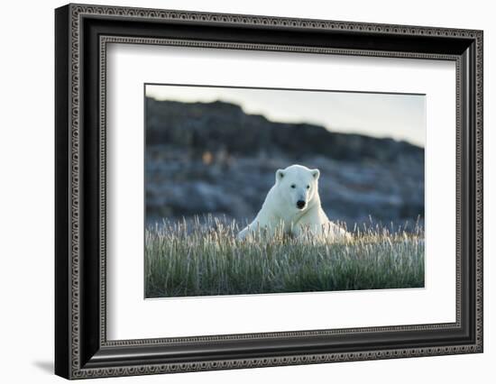 Polar Bear Resting Along Shoreline Near Arctic Circle on Hudson Bay,Canada-Paul Souders-Framed Photographic Print