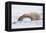 Polar Bear Resting, Churchill, Hudson Bay, Manitoba, Canada, North America-Bhaskar Krishnamurthy-Framed Premier Image Canvas