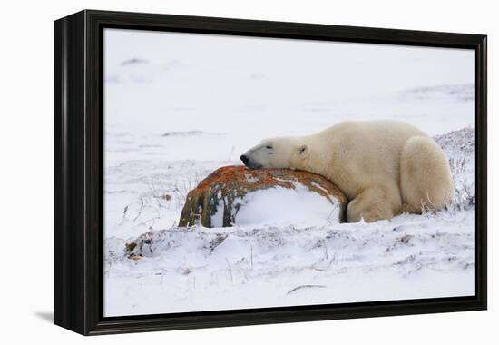 Polar Bear Resting, Churchill, Hudson Bay, Manitoba, Canada, North America-Bhaskar Krishnamurthy-Framed Premier Image Canvas