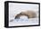 Polar Bear Resting, Churchill, Hudson Bay, Manitoba, Canada, North America-Bhaskar Krishnamurthy-Framed Premier Image Canvas