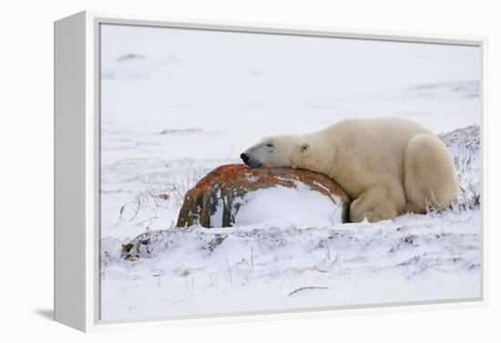 Polar Bear Resting, Churchill, Hudson Bay, Manitoba, Canada, North America-Bhaskar Krishnamurthy-Framed Premier Image Canvas