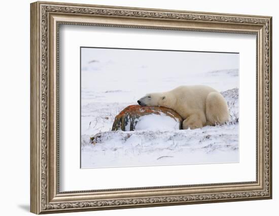 Polar Bear Resting, Churchill, Hudson Bay, Manitoba, Canada, North America-Bhaskar Krishnamurthy-Framed Photographic Print