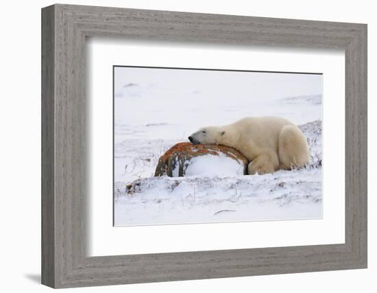 Polar Bear Resting, Churchill, Hudson Bay, Manitoba, Canada, North America-Bhaskar Krishnamurthy-Framed Photographic Print