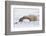 Polar Bear Resting, Churchill, Hudson Bay, Manitoba, Canada, North America-Bhaskar Krishnamurthy-Framed Photographic Print