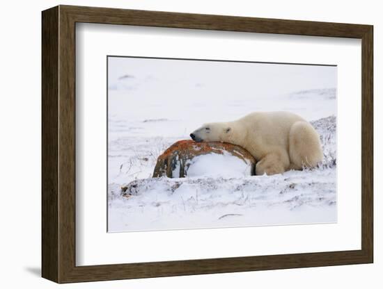 Polar Bear Resting, Churchill, Hudson Bay, Manitoba, Canada, North America-Bhaskar Krishnamurthy-Framed Photographic Print