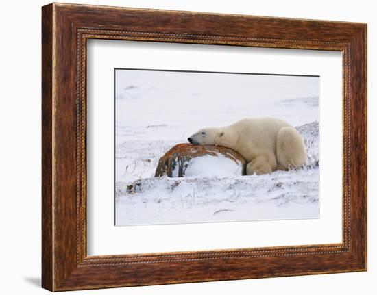 Polar Bear Resting, Churchill, Hudson Bay, Manitoba, Canada, North America-Bhaskar Krishnamurthy-Framed Photographic Print