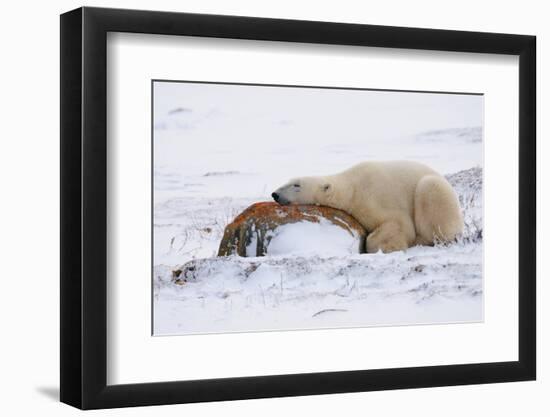 Polar Bear Resting, Churchill, Hudson Bay, Manitoba, Canada, North America-Bhaskar Krishnamurthy-Framed Photographic Print