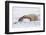 Polar Bear Resting, Churchill, Hudson Bay, Manitoba, Canada, North America-Bhaskar Krishnamurthy-Framed Photographic Print