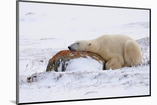 Polar Bear Resting, Churchill, Hudson Bay, Manitoba, Canada, North America-Bhaskar Krishnamurthy-Mounted Photographic Print