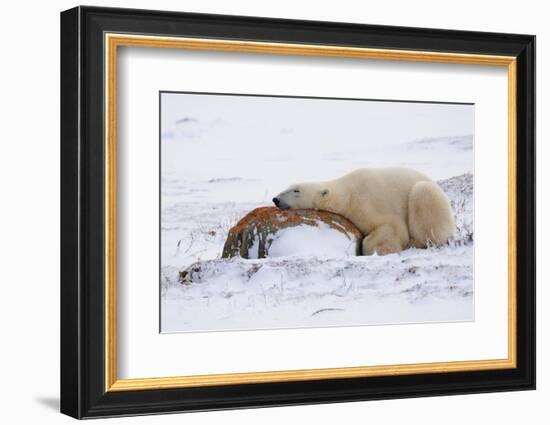 Polar Bear Resting, Churchill, Hudson Bay, Manitoba, Canada, North America-Bhaskar Krishnamurthy-Framed Photographic Print