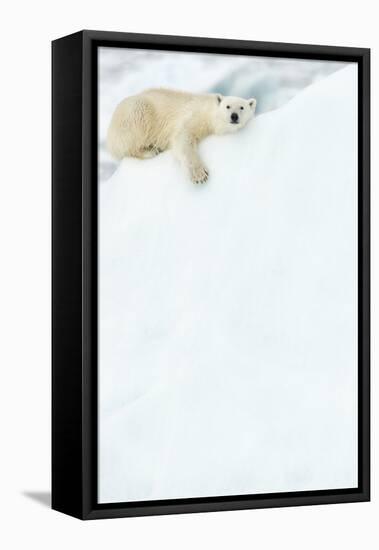 Polar bear resting in snow. Svalbard, Norway-Danny Green-Framed Premier Image Canvas