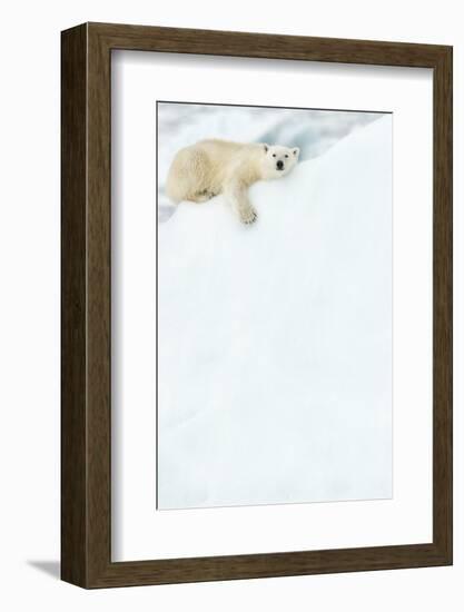 Polar bear resting in snow. Svalbard, Norway-Danny Green-Framed Photographic Print