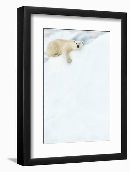 Polar bear resting in snow. Svalbard, Norway-Danny Green-Framed Photographic Print