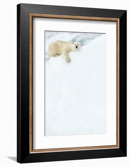 Polar bear resting in snow. Svalbard, Norway-Danny Green-Framed Photographic Print