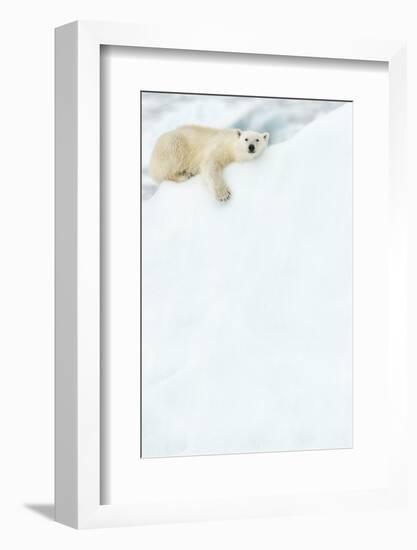 Polar bear resting in snow. Svalbard, Norway-Danny Green-Framed Photographic Print