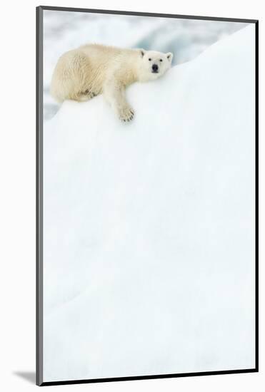 Polar bear resting in snow. Svalbard, Norway-Danny Green-Mounted Photographic Print