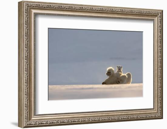 Polar bear rolling on back with cub behind, Svalbard, Norway-Danny Green-Framed Photographic Print