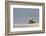 Polar bear rolling on back with cub behind, Svalbard, Norway-Danny Green-Framed Photographic Print