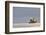 Polar bear rolling on back with cub behind, Svalbard, Norway-Danny Green-Framed Photographic Print