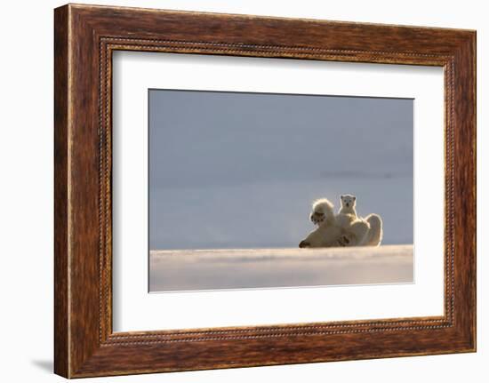 Polar bear rolling on back with cub behind, Svalbard, Norway-Danny Green-Framed Photographic Print