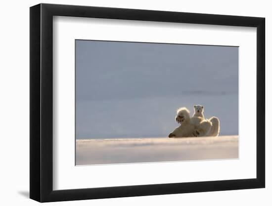 Polar bear rolling on back with cub behind, Svalbard, Norway-Danny Green-Framed Photographic Print
