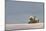Polar bear rolling on back with cub behind, Svalbard, Norway-Danny Green-Mounted Photographic Print