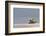 Polar bear rolling on back with cub behind, Svalbard, Norway-Danny Green-Framed Photographic Print