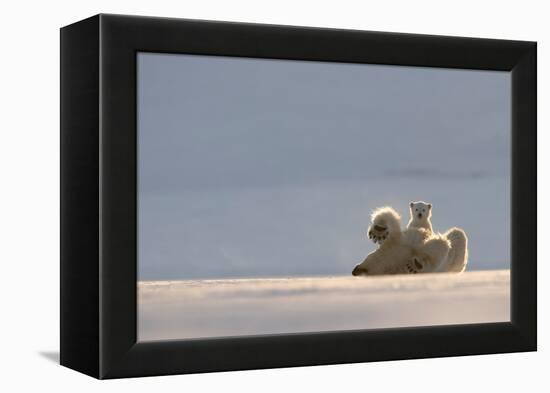 Polar bear rolling on back with cub behind, Svalbard, Norway-Danny Green-Framed Premier Image Canvas