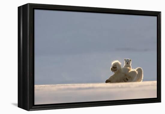 Polar bear rolling on back with cub behind, Svalbard, Norway-Danny Green-Framed Premier Image Canvas