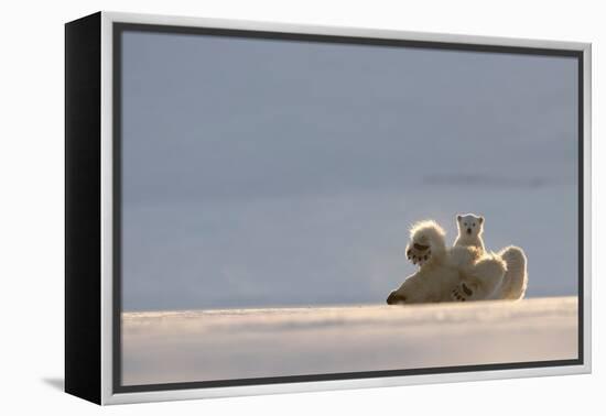 Polar bear rolling on back with cub behind, Svalbard, Norway-Danny Green-Framed Premier Image Canvas