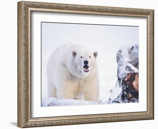 Polar Bear Scavenging on a Bowhead Whale, Arctic National Wildlife Refuge, Alaska, USA-Steve Kazlowski-Framed Photographic Print