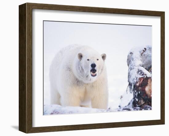 Polar Bear Scavenging on a Bowhead Whale, Arctic National Wildlife Refuge, Alaska, USA-Steve Kazlowski-Framed Photographic Print