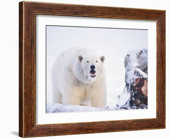 Polar Bear Scavenging on a Bowhead Whale, Arctic National Wildlife Refuge, Alaska, USA-Steve Kazlowski-Framed Photographic Print