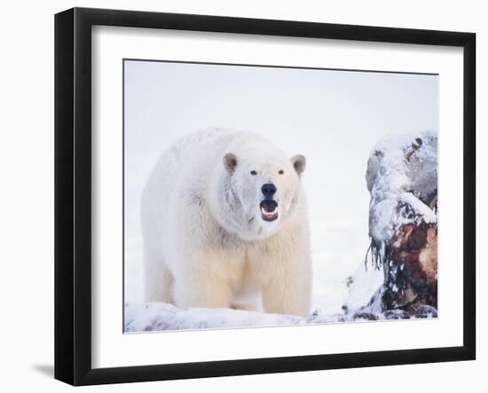 Polar Bear Scavenging on a Bowhead Whale, Arctic National Wildlife Refuge, Alaska, USA-Steve Kazlowski-Framed Photographic Print