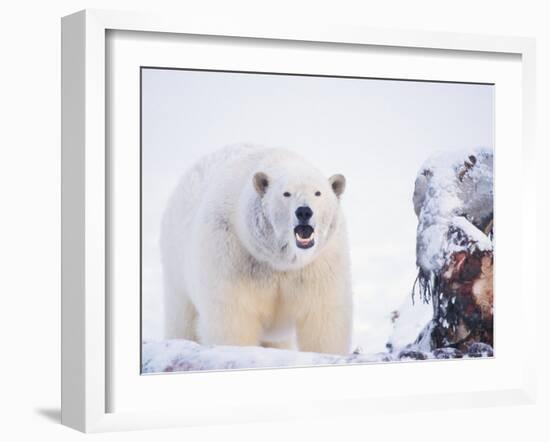 Polar Bear Scavenging on a Bowhead Whale, Arctic National Wildlife Refuge, Alaska, USA-Steve Kazlowski-Framed Photographic Print