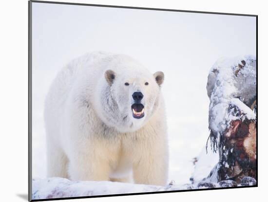 Polar Bear Scavenging on a Bowhead Whale, Arctic National Wildlife Refuge, Alaska, USA-Steve Kazlowski-Mounted Photographic Print